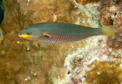 Stethojulis bandanensis