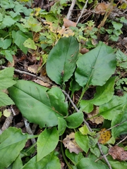 Pulmonaria × notha