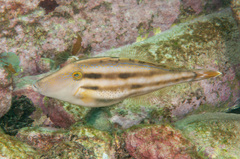 Meuschenia trachylepis
