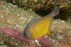 Pempheris affinis