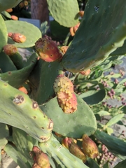Opuntia ficus-indica