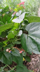 Clerodendrum japonicum
