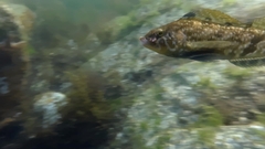 Hexagrammos stelleri