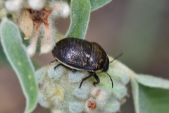 Orsilochides guttata