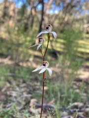Caladenia cucullata