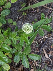 Acaena pallida