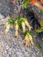 Erica viridiflora