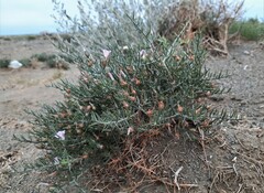 Convolvulus gortschakovii