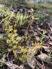 Caladenia cucullata