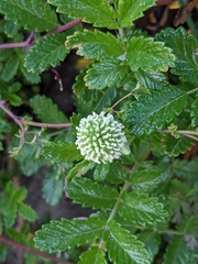 Acaena pallida