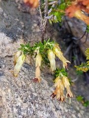Erica viridiflora