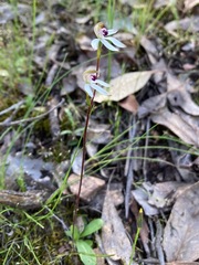 Caladenia cucullata
