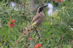 Philemon buceroides yorki
