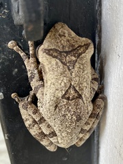 Polypedates cruciger