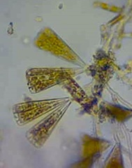 Licmophora