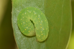 Phosphila miselioides