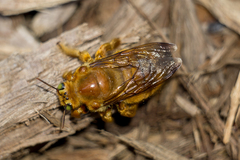 Neoxylocopa