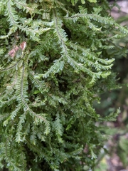 Plagiochila trispicata