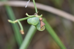 Phosphila miselioides