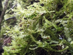 Plagiochila trispicata