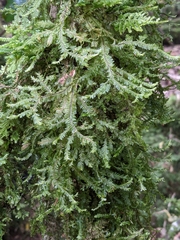 Plagiochila trispicata