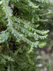 Plagiochila trispicata