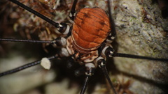 Leiobunum limbatum