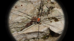 Leiobunum limbatum