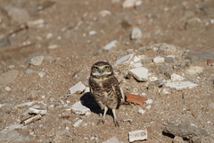 Athene cunicularia hypugaea