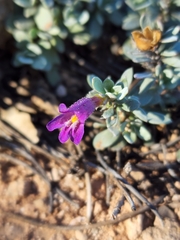 Penstemon thompsoniae thompsoniae
