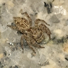 Plexippus