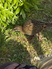 Gallirallus australis