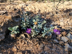 Penstemon thompsoniae thompsoniae