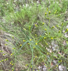 Senecio phelleus