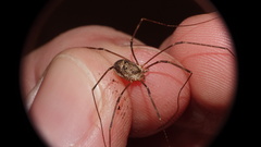 Amilenus aurantiacus