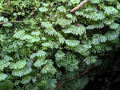 Symphyogyna hymenophyllum