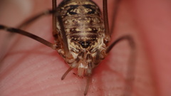 Amilenus aurantiacus