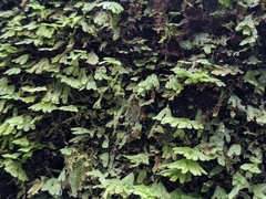 Symphyogyna hymenophyllum