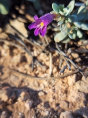 Penstemon thompsoniae thompsoniae