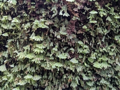 Symphyogyna hymenophyllum