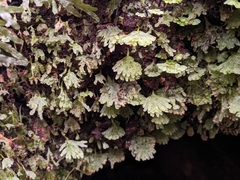 Symphyogyna hymenophyllum