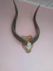 Tragelaphus spekii gratus