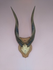 Tragelaphus spekii gratus