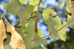 Anisota virginiensis