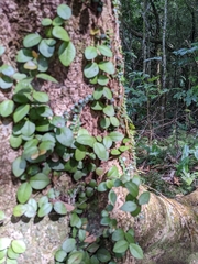 Metrosideros fulgens