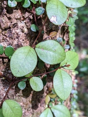 Metrosideros fulgens