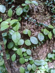 Metrosideros fulgens