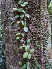 Metrosideros fulgens