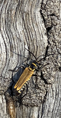 Chauliognathus flavipennis