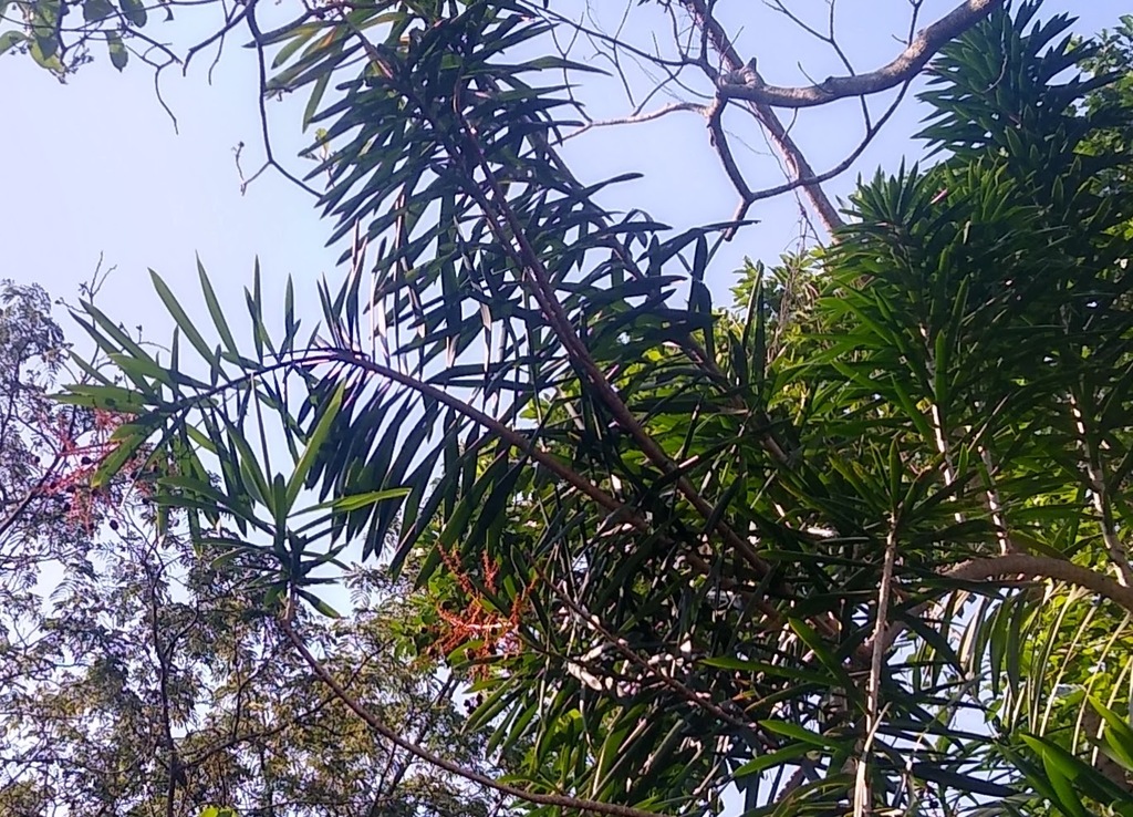 Dracaena nitens